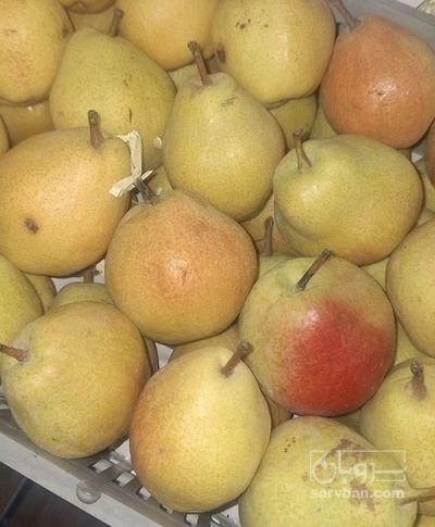 فروش گلابی درگزی | سروبان