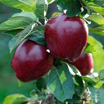 فروش سیب قرمز