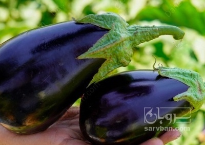 فروش بادمجان دلمه هوای ازاد