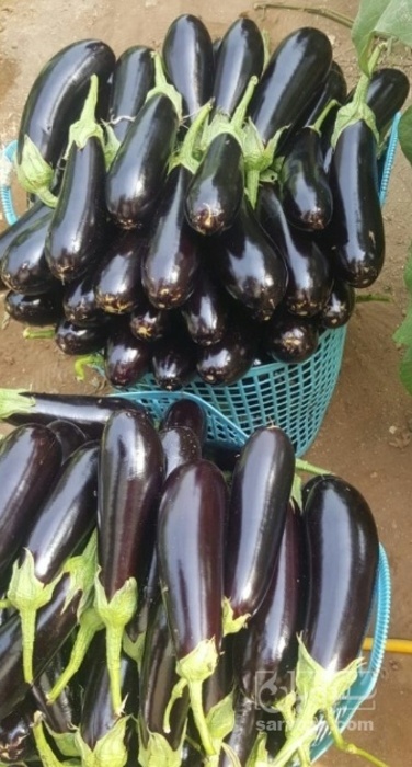 فروش بادمجان قلمی هوای ازاد