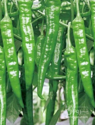 فروش فلفل شاخ بزی