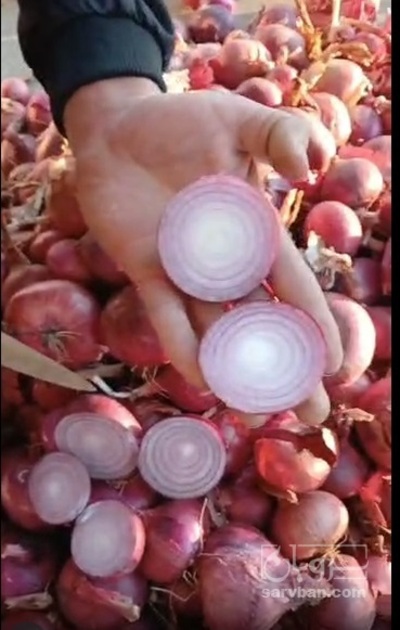 فروش پیاز قرمز