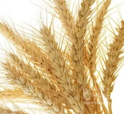 فروش گندم