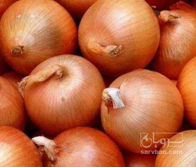 فروش پیاز زرد
