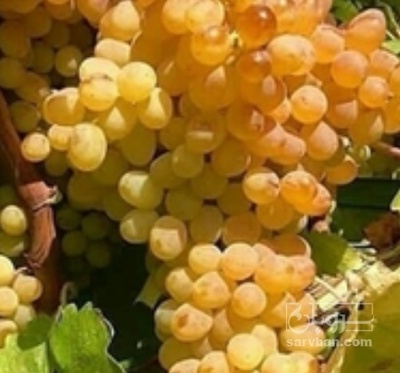 فروش انگور بی دانه