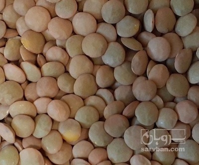 فروش عدس