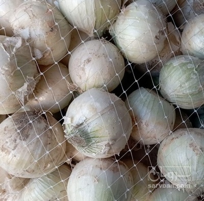 فروش پیاز سفید