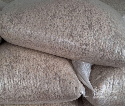 فروش تخمه  کدو بو داده