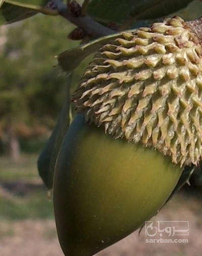 فروش بلوط (گیاه‌ دارویی)