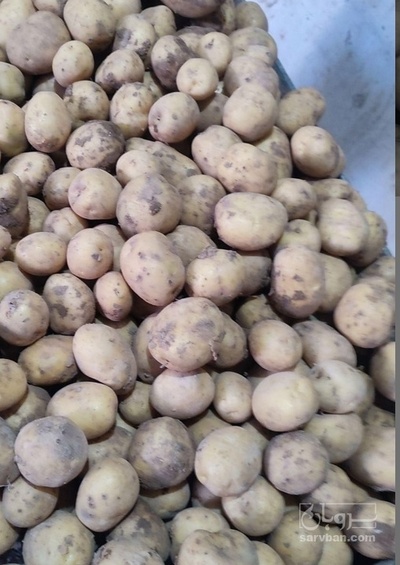 فروش سیب زمینی جلی