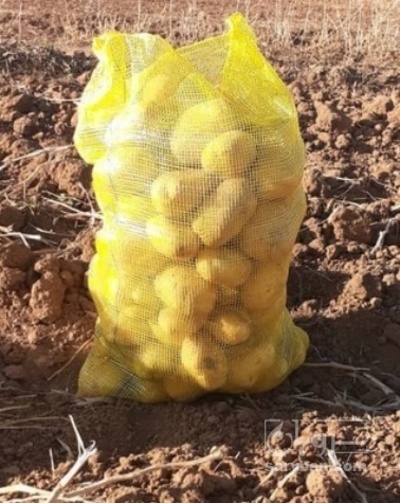 فروش سیب زمینی کلمبا