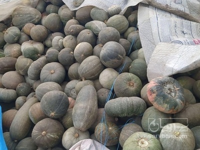 فروش کدو حلوایی محلی