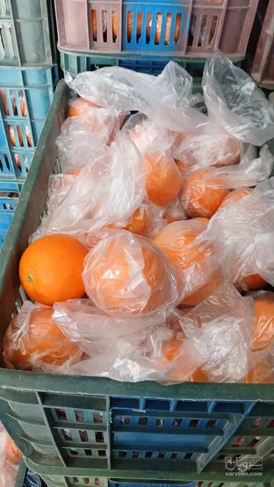 فروش پرتقال تامسون