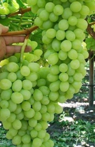 فروش انگور