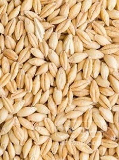 فروش گندم