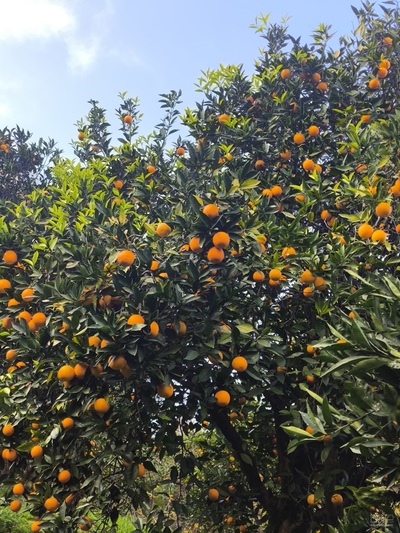 فروش پرتقال