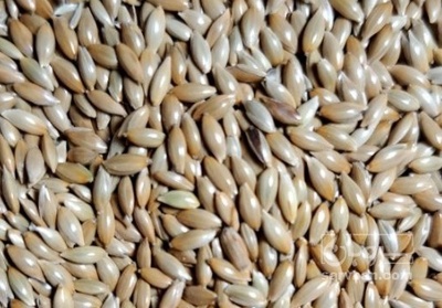 فروش کتان (گیاه الیافی)