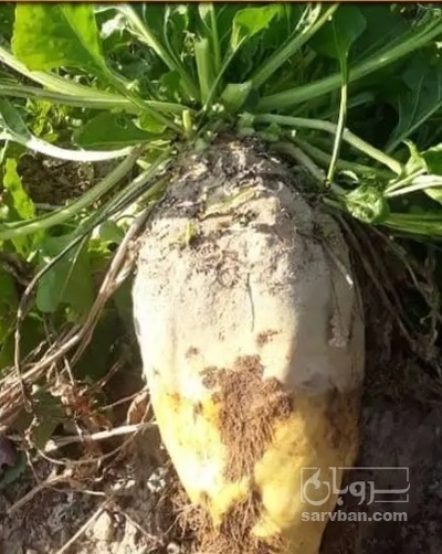 فروش چغندر دامی