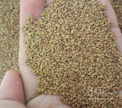 فروش بذر یونجه