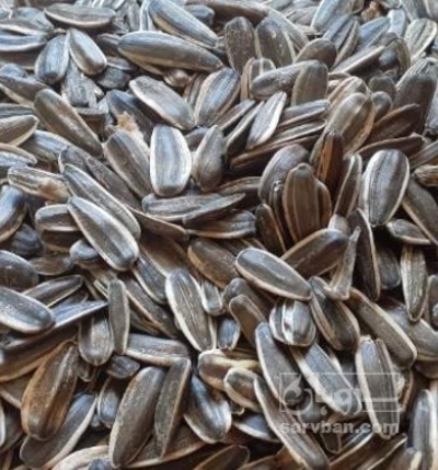 فروش تخمه آفتابگردان