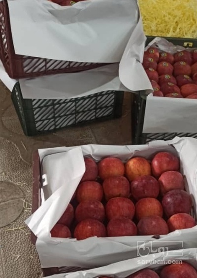 فروش سیب قرمز