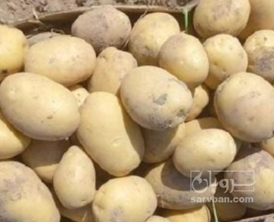 فروش سیب زمینی