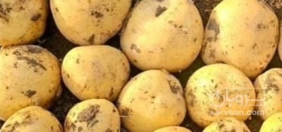 فروش سیب زمینی سانتا