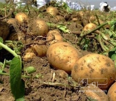 فروش سیب زمینی بذری سیفرا