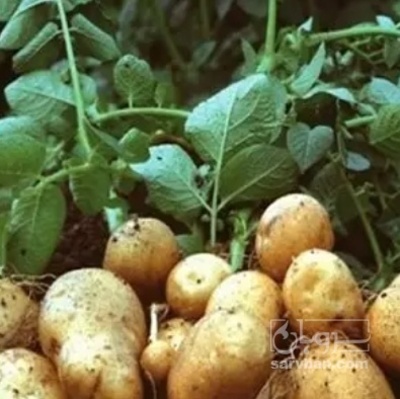 فروش سیب زمینی بذری کارلیا