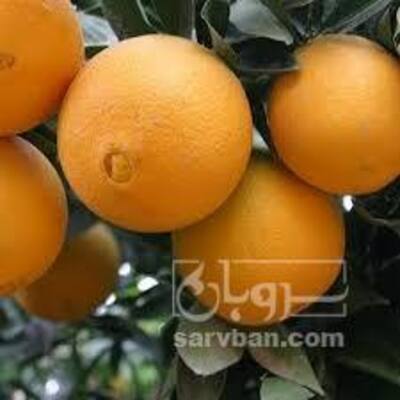 فروش پرتقال تامسون