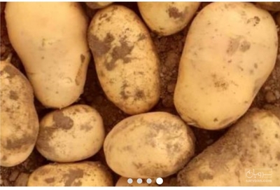 فروش سیب زمینی جیلی