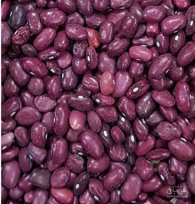 فروش لوبیا قرمز