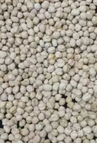 فروش نخودسفید