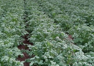 فروش سیب زمینی اگریا بذری 401