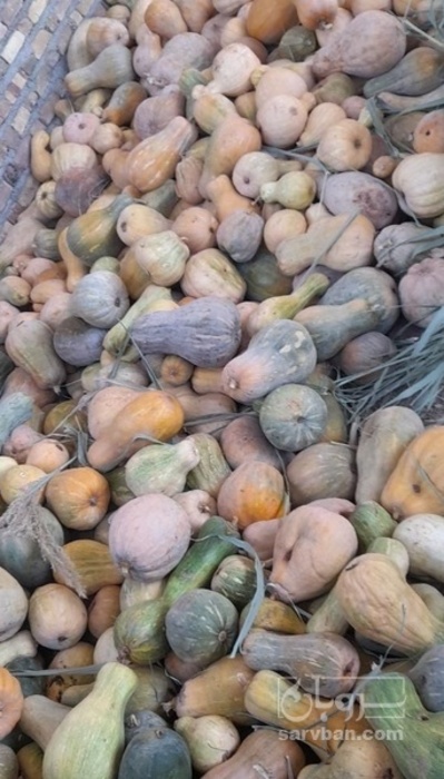 فروش کدو حلوایی