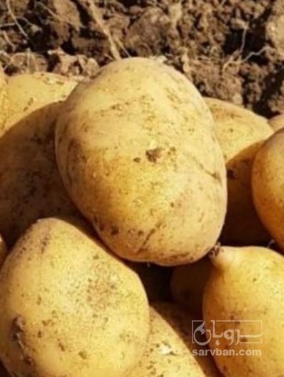 فروش سیب زمینی سانتا