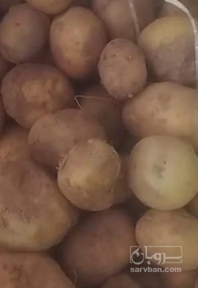 فروش سیب زمینی اگریا