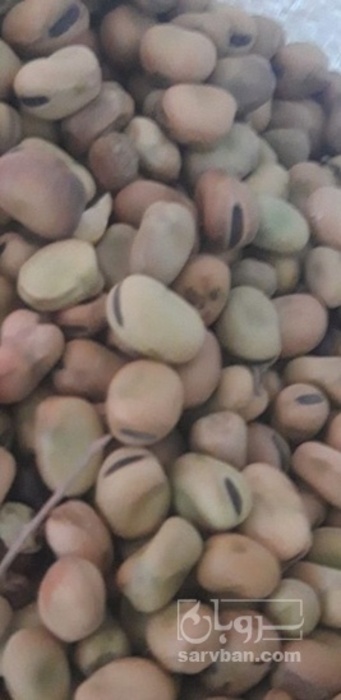 فروش باقلا تازه - باقالی - باقالا