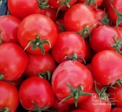 فروش گوجه فرنگی هوای ازاد