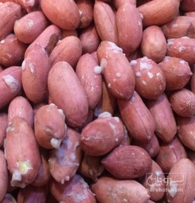 فروش بادام زمینی