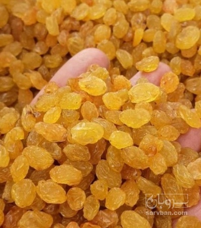 فروش کشمش گلدن