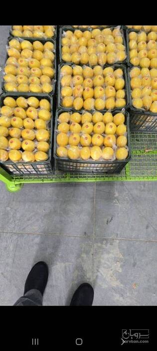 فروش لیمو ترش