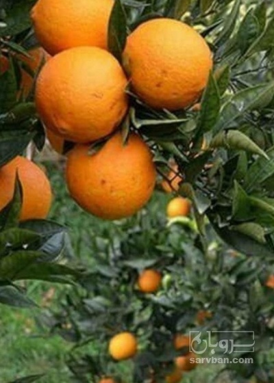 فروش پرتقال سردرختی