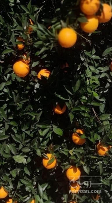 فروش پرتقال سردرختی