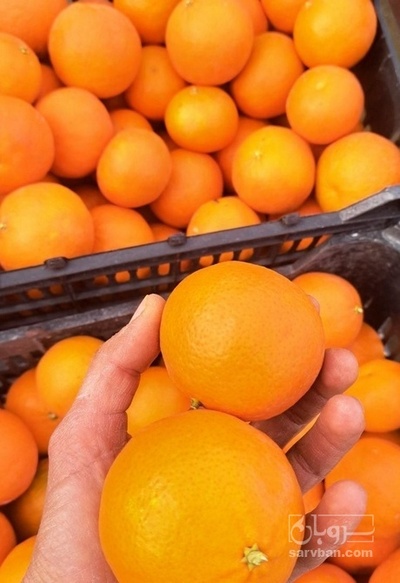 فروش پرتقال تامسون
