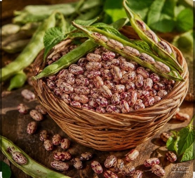 فروش لوبیا چیتی