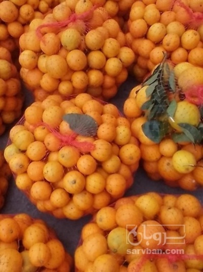 فروش پرتقال