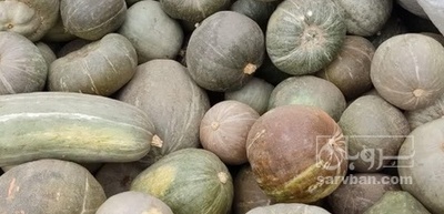 فروش کدو حلوایی