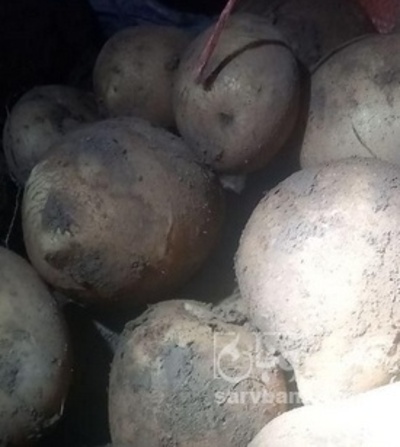 فروش سیب زمینی جلی