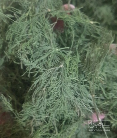 فروش شوید خشک سرگل شسته